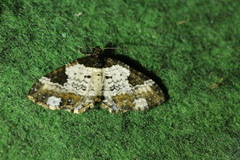 Melanthia procellata