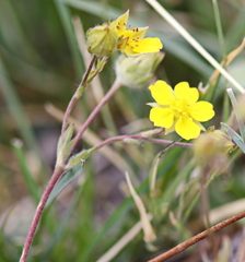 Potentilla gracilis