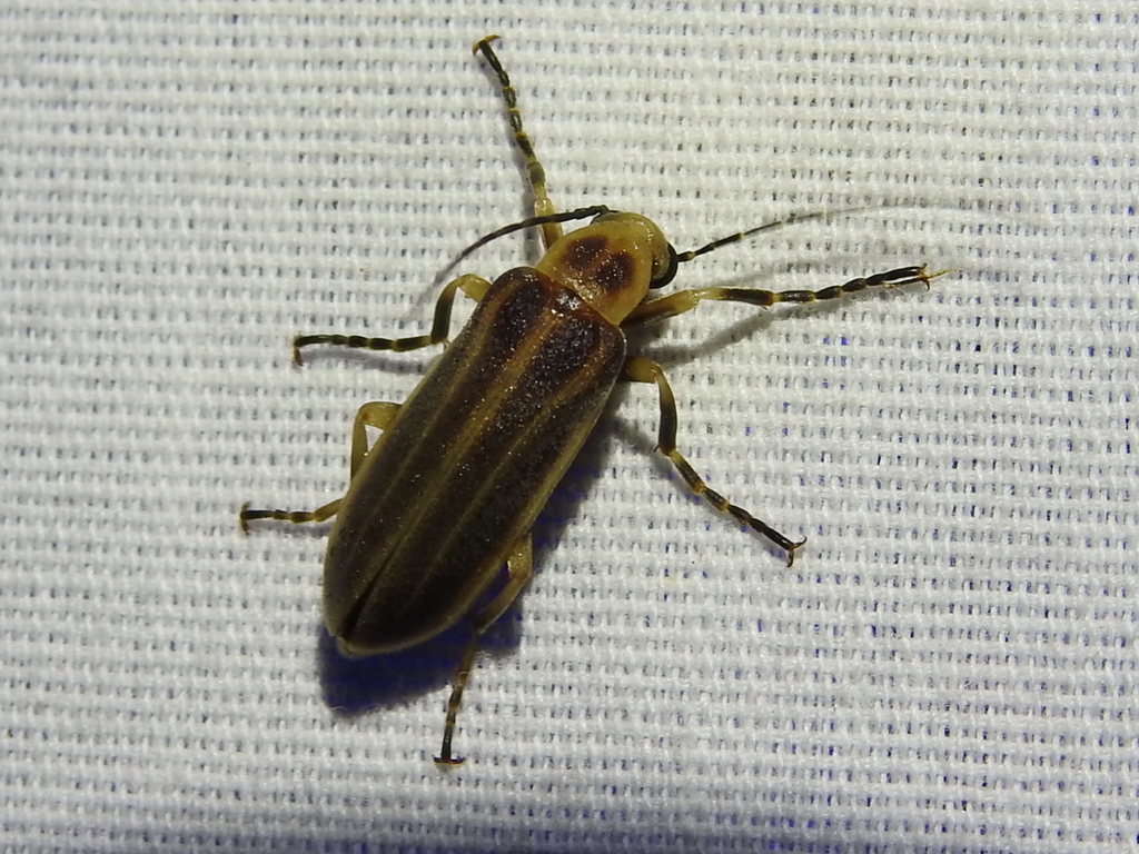 Twin-spotted Pseudozonitis