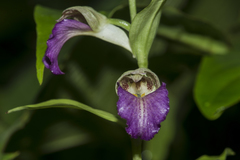 Brachycorythis helferi