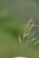 Bromus condensatus
