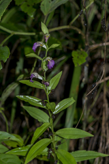 Brachycorythis helferi