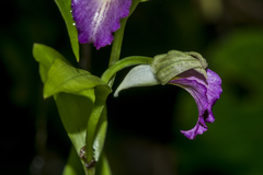 Brachycorythis helferi