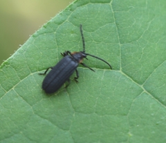 Eropterus