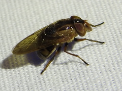 Copestylum chalybescens