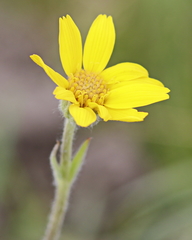Agoseris monticola
