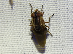 Copestylum chalybescens