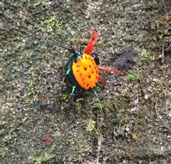 Gasteracantha metallica