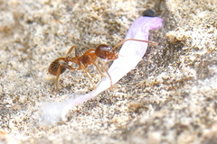 Temnothorax recedens