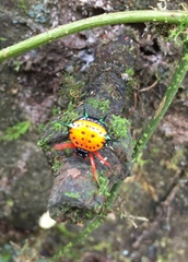 Gasteracantha metallica