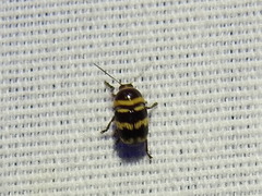 Cryptocephalus trizonatus