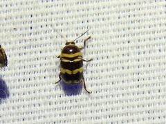 Cryptocephalus trizonatus