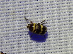 Cryptocephalus trizonatus