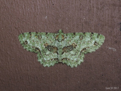 Ophthalmitis rufilauta