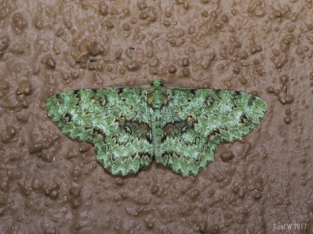 Parapercnia rufilauta