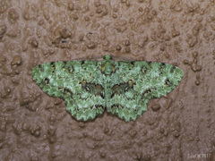 Ophthalmitis rufilauta