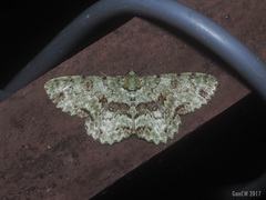 Ophthalmitis rufilauta
