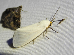 Pygarctia flavidorsalis