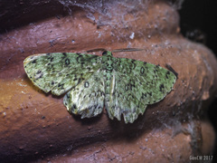 Ophthalmitis