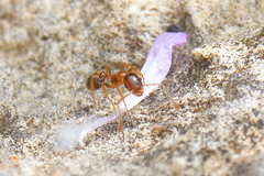 Temnothorax recedens