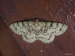 Ophthalmitis