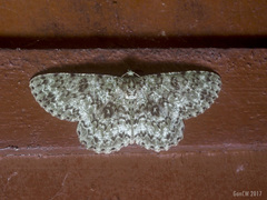 Ophthalmitis