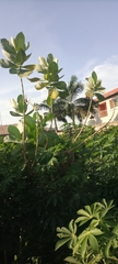 Calotropis procera image