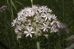 Allium nigrum