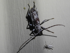 Elaphidion mimeticum