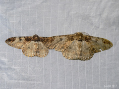 Amraica solivagaria