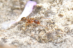 Temnothorax recedens