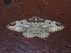 Amraica solivagaria