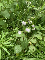 Angiospermae