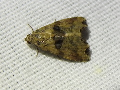 Cobubatha metaspilaris