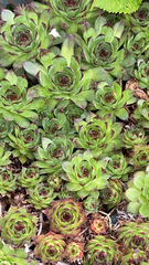 Sempervivum tectorum
