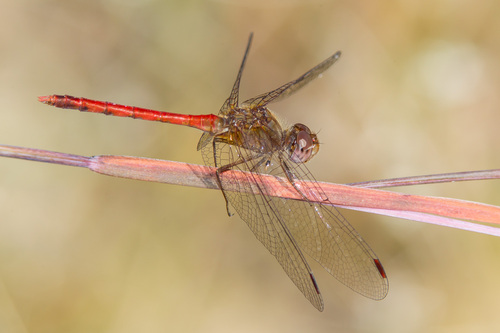 Autumn Meadowhawk, photo 5 of 9