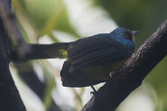 Chalcoparia singalensis