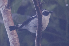Ficedula westermanni australorientis
