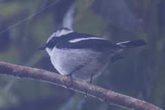 Ficedula westermanni australorientis