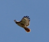 Buteo jamaicensis