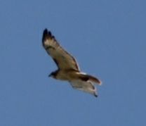 Buteo jamaicensis