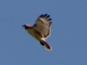 Buteo jamaicensis