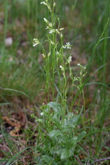 Arabis ciliata