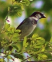 Passer domesticus