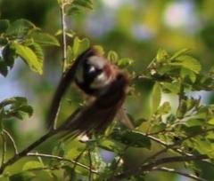 Passer domesticus