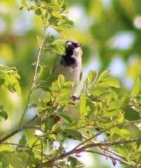 Passer domesticus