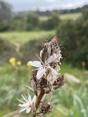 Agapanthia asphodeli