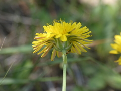 Crepis bursifolia