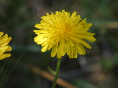 Crepis bursifolia