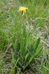 Leontodon tenuiflorus